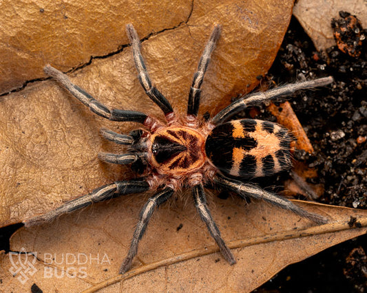 A female Cyriocosmus leetzi, a Colombian dwarf tiger tarantula, poses on a pile of leaves.