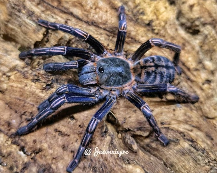 Cyriopagopus albostriatus 'Ratchaburi' (Ratchaburi zebra earth tiger tarantula) 0.66"