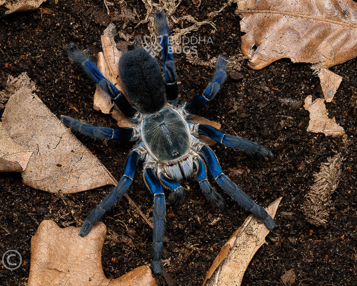 Cyriopagopus lividus Cobalt blue tarantula