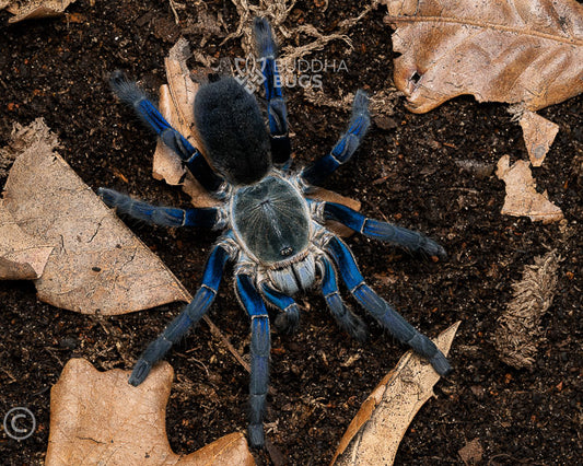 A female Cyriopagopus lividus, a Cobalt blue tarantula, poses on terra preta.