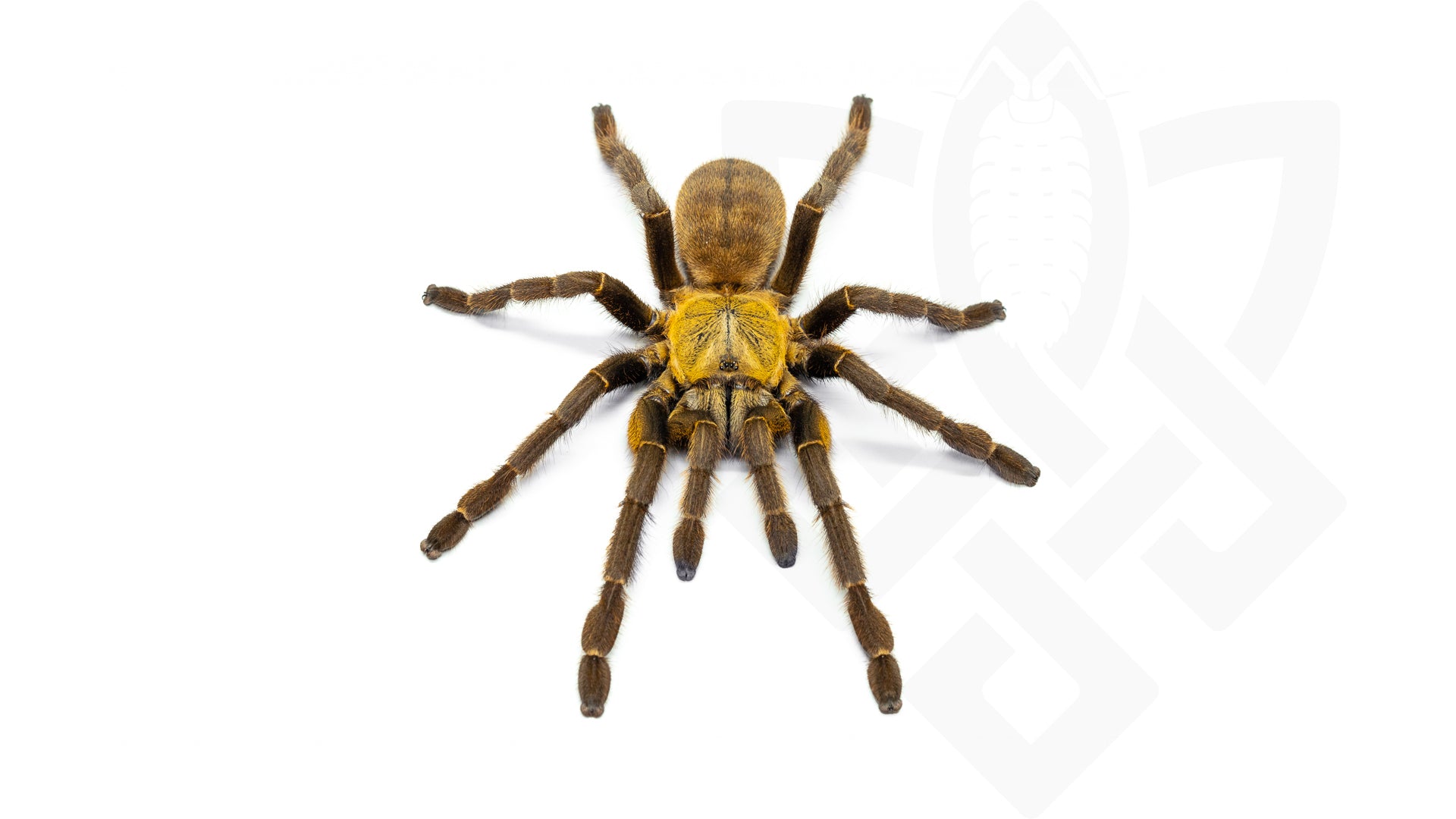 A female Cyriopagopus schmidti from Phong Nha-Ke Bang National Park, a Chinese golden earth tiger tarantula, poses on a white background.