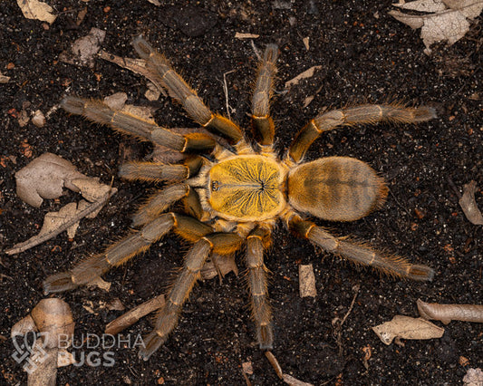 A female Cyriopagopus schmidti from Phong Nha-Ke Bang National Park, a Chinese golden earth tiger tarantula, poses on dirt.