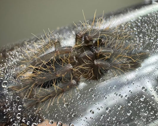 Omothymus sp. 'Valhalla' (emerald shadow tree tarantula) 0.75"