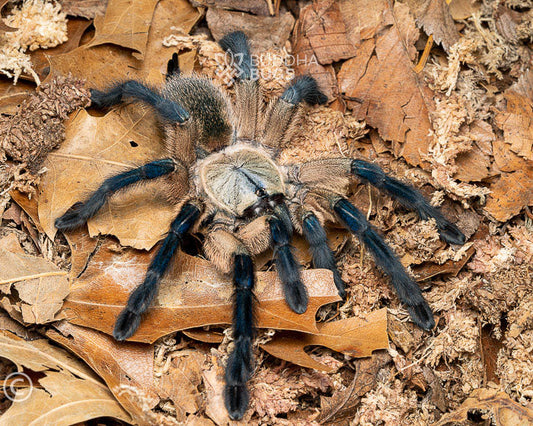 Monocentropus balfouri (Socotra Island blue baboon tarantula) 3.5" FEMALE