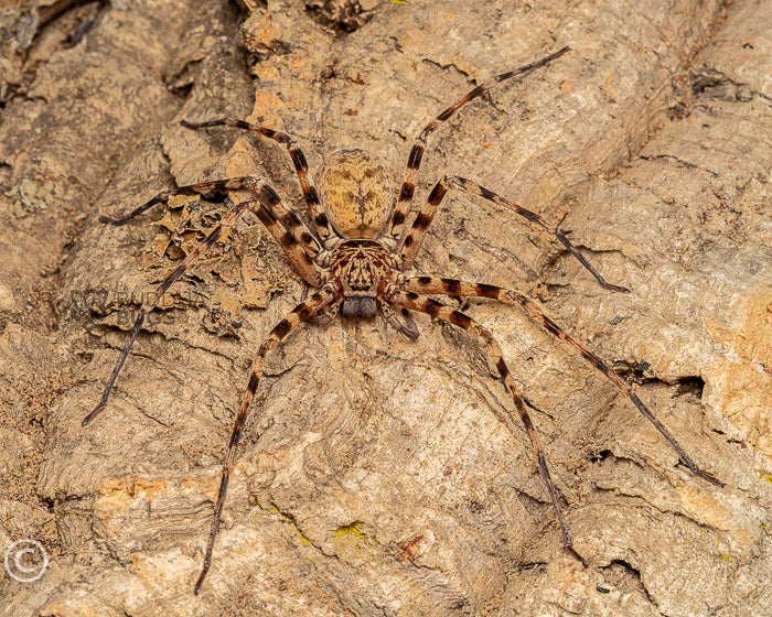 Heteropoda sp. 'Thai cave' (Thai cave huntsman spider) 1"