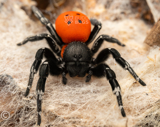 Eresus walckenaeri (Walckenaer's ladybird/velvet spider) 0.125"