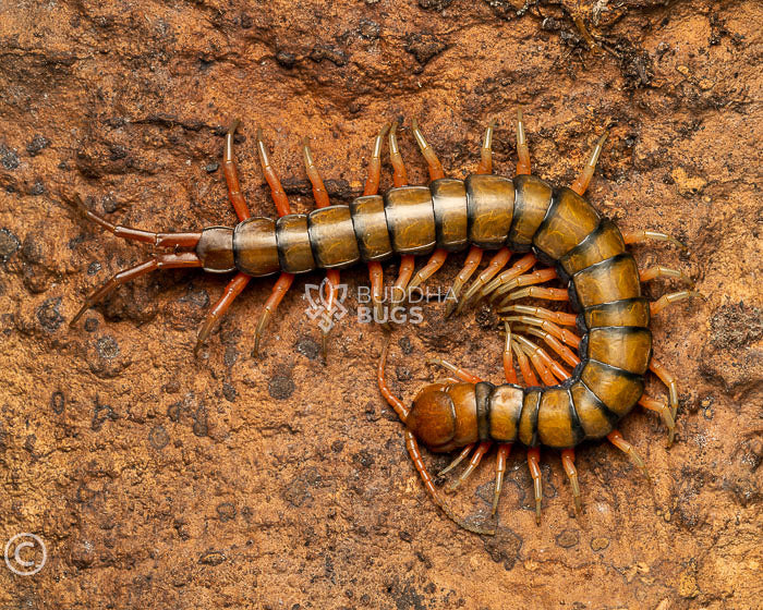 Scolopendra subspinipes 'Hawaii' (Pacific giant centipede) 1.5"
