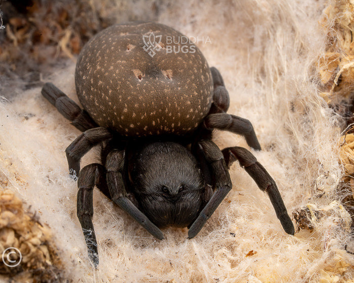Gandanameno sp. (South African velvet spider) 0.125"