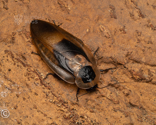 Blaberus fusca, nomen nudum (Dusky cave roach) 10 ct