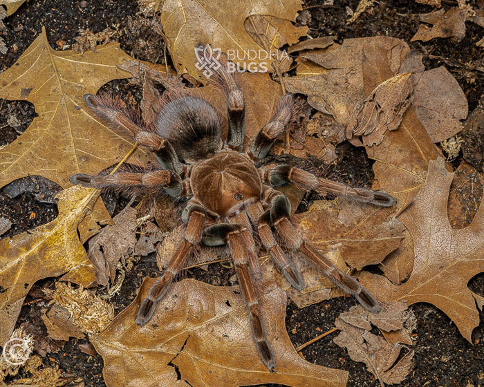 Pamphobeteus sp. 'mascara' (mascara bird-eating tarantula) 1.75"