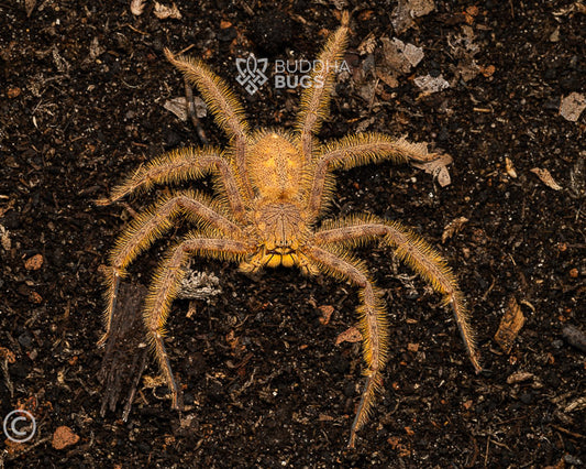 Heteropoda davidbowie (David Bowie huntsman spider) 0.5"