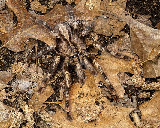Poecilotheria smithi (yellow-backed ornamental tarantula) 2.75" FEMALE. TX SALES ONLY