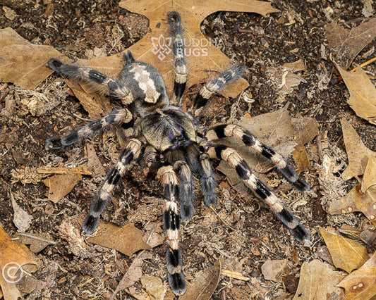 Poecilotheria tigrinawesseli (Wessel's tiger ornamental tarantula) 1.5"