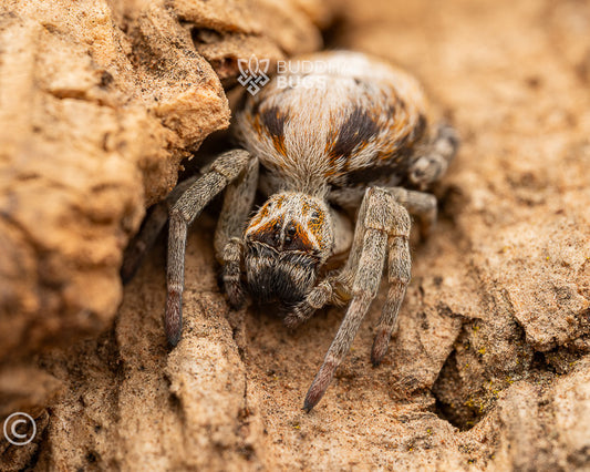 Stegodyphus dumicola (African social velvet spider) 0.125"
