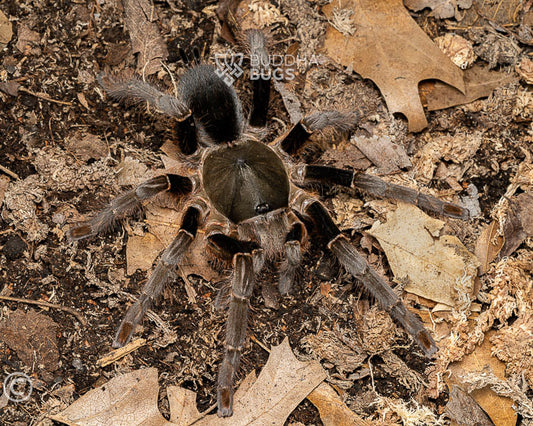 Hysterocrates laticeps (Nigerian rust leg tarantula) 0.5"
