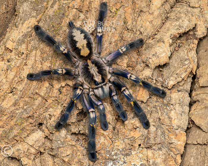Poecilotheria metallica (Gooty sapphire ornamental tarantula) 1.25"
