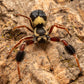 Stegodyphus tibialis (thick-legged velvet spider) 0.125"