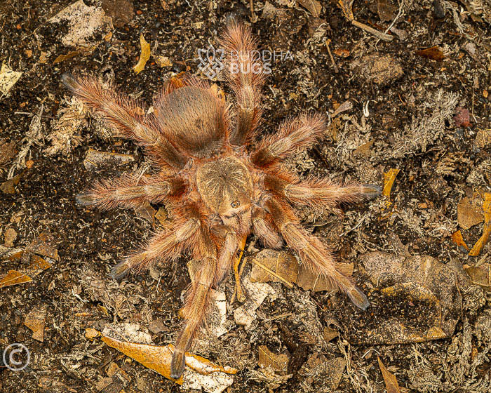 Nhandu tripepii (Brazilian giant blonde tarantula) 0.75"