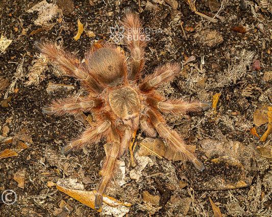 Nhandu tripepii (Brazilian giant blonde tarantula)