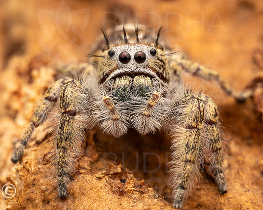 Phidippus putnami (Putnam's jumping spider) 0.125"