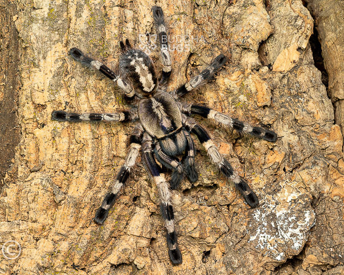 Poecilotheria miranda (Bengal ornamental tarantula) 1.5"