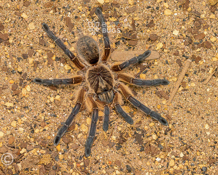Harpactira pulchripes (golden blue-legged baboon tarantula) 0.75"
