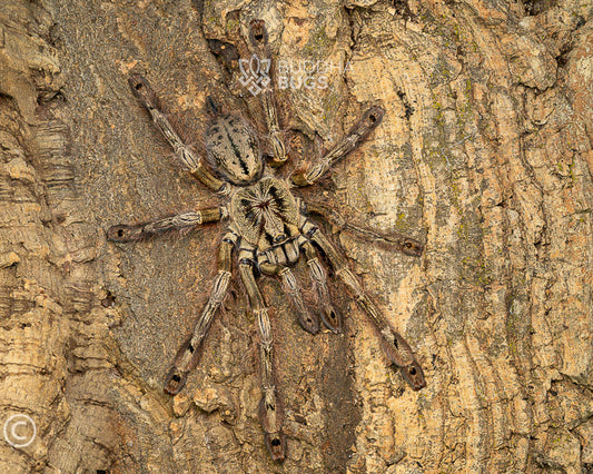 Stromatopelma calceatum (feather leg baboon tarantula) 0.75"