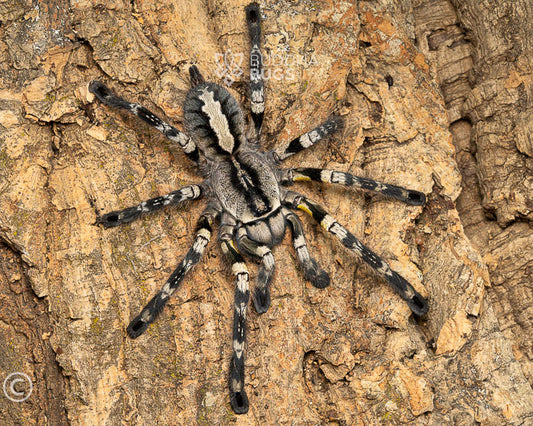 Poecilotheria regalis (Indian ornamental tarantula) 1.5"
