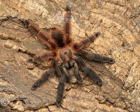 Psalmopoeus victori (Mexican half & half / Darth Maul tarantula) 4" FEMALE