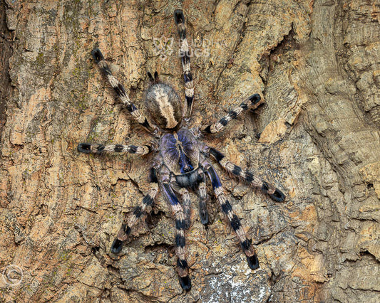 Poecilotheria formosa (Salem ornamental tarantula) 1.5"