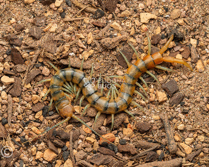 Scolopendra polymorpha 'green leg' (green-legged tiger centipede) 3"