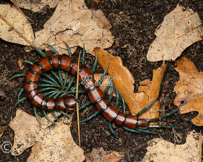 Scolopendra subspinipes 'mint leg' (Chinese mint-legged centipede) 7"