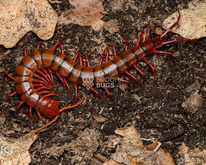 Scolopendra dehaani 'Malaysian cherry red' (Malaysian cherry red centipede) 6"