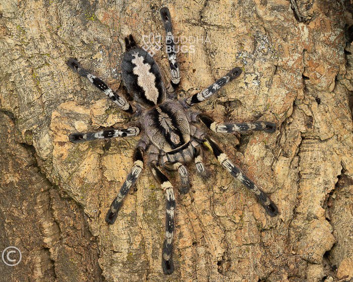 Poecilotheria hanumavilasumica (Rameshwaram ornamental tarantula) 1"
