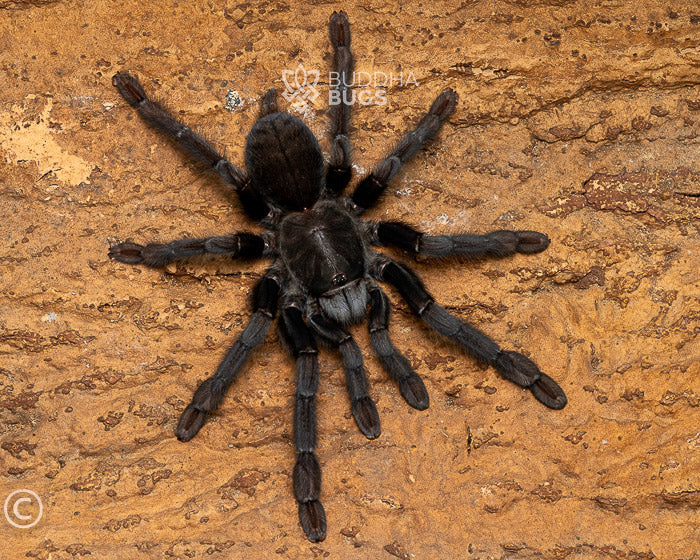 Phormingochilus arboricola (Borneo black tarantula) 0.75"