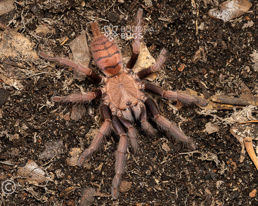 Chilobrachys fimbriatus (Indian violet tarantula) 0.75"