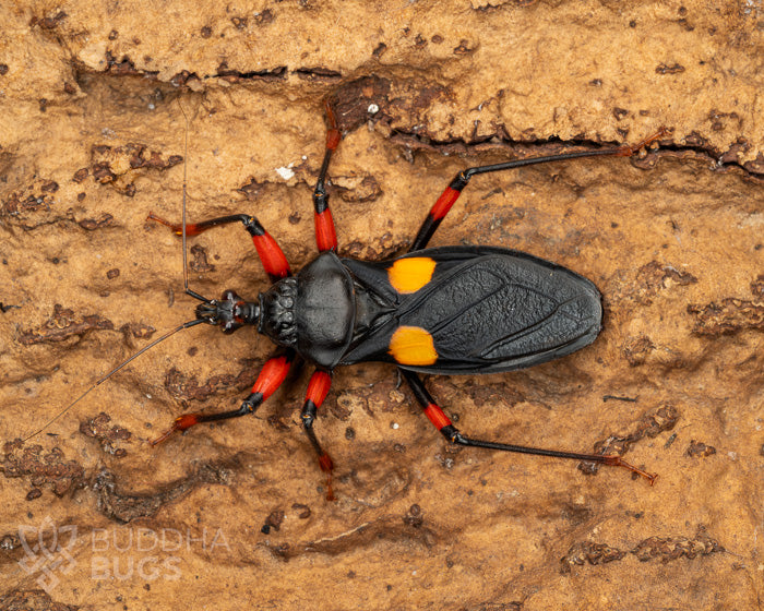 platymeris-rhadamanthus-orange-spotted-assassin-bug