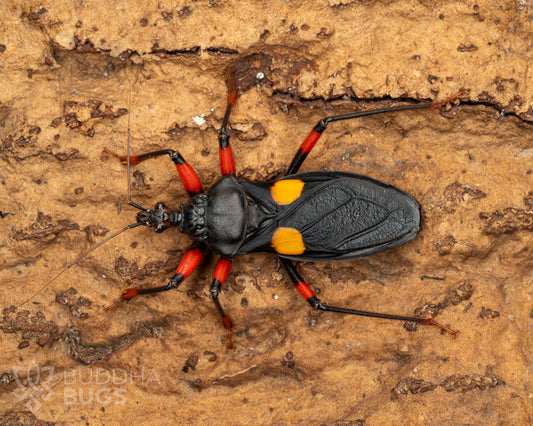 platymeris-rhadamanthus-orange-spotted-assassin-bug