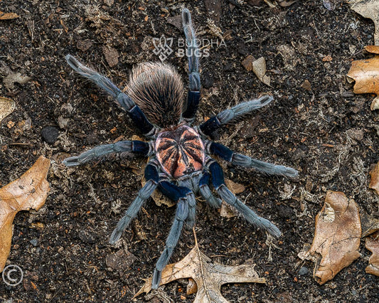 Xenesthis sp. 'blue' (Colombian blue bloom tarantula) 1.5"