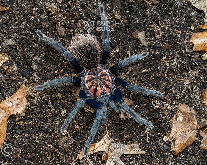 Xenesthis sp. 'blue' (Colombian blue bloom tarantula) 3" FEMALE