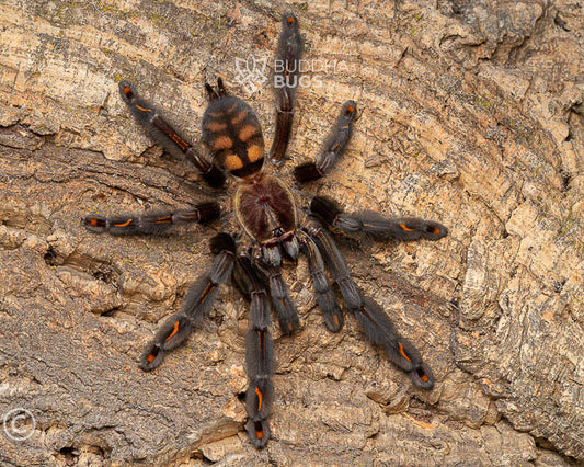 Psalmopoeus irminia (Venezuelan suntiger tarantula) 0.75"