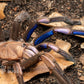 Chilobrachys natanicharum (electric blue earth tiger tarantula) 0.5"