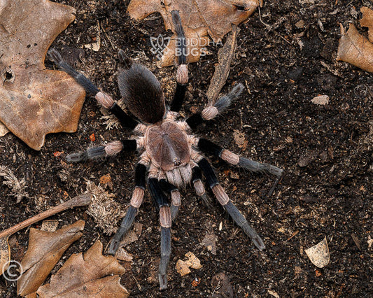 Haplocosmia himalayana (Himalayan banded earth tiger tarantula) 0.66"