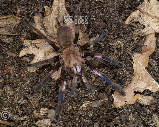 Chilobrachys natanicharum (electric blue earth tiger tarantula) 0.5"