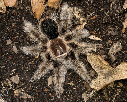 Tliltocatl albopilosus (curly hair tarantula) 0.5"