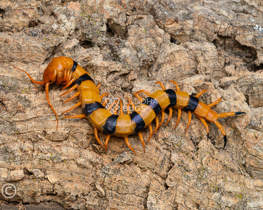 Scolopendra hardwickei (Indian tiger centipede) 2.75"