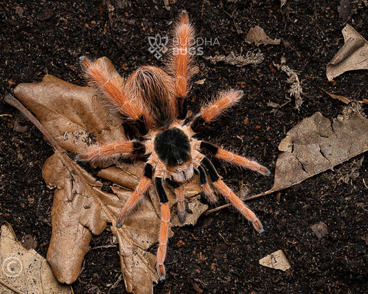 Megaphobema robustum (Colombian giant red leg tarantula) 1"