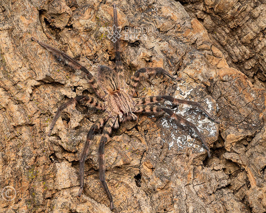Cupiennius salei (tiger bromeliad spider) 0.66"