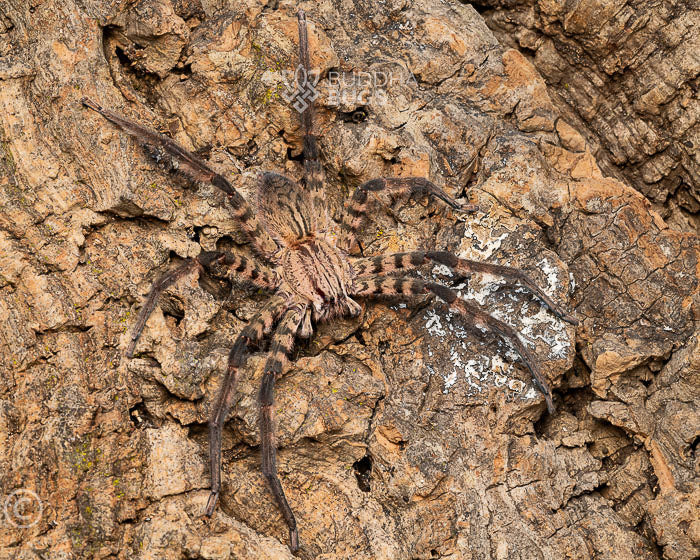 Cupiennius salei (tiger bromeliad spider) 0.5"