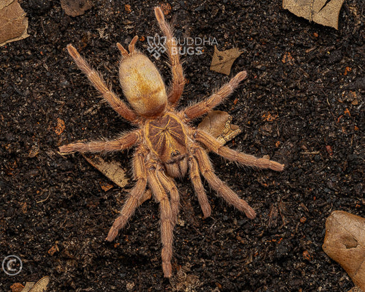Neoholothele incei 'gold' (Trinidad gold tarantula) 0.5"